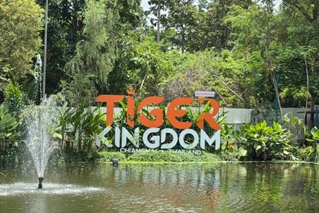 「タイのトラと触れ合える場所４選」徹底ガイド 【旅の大事典】